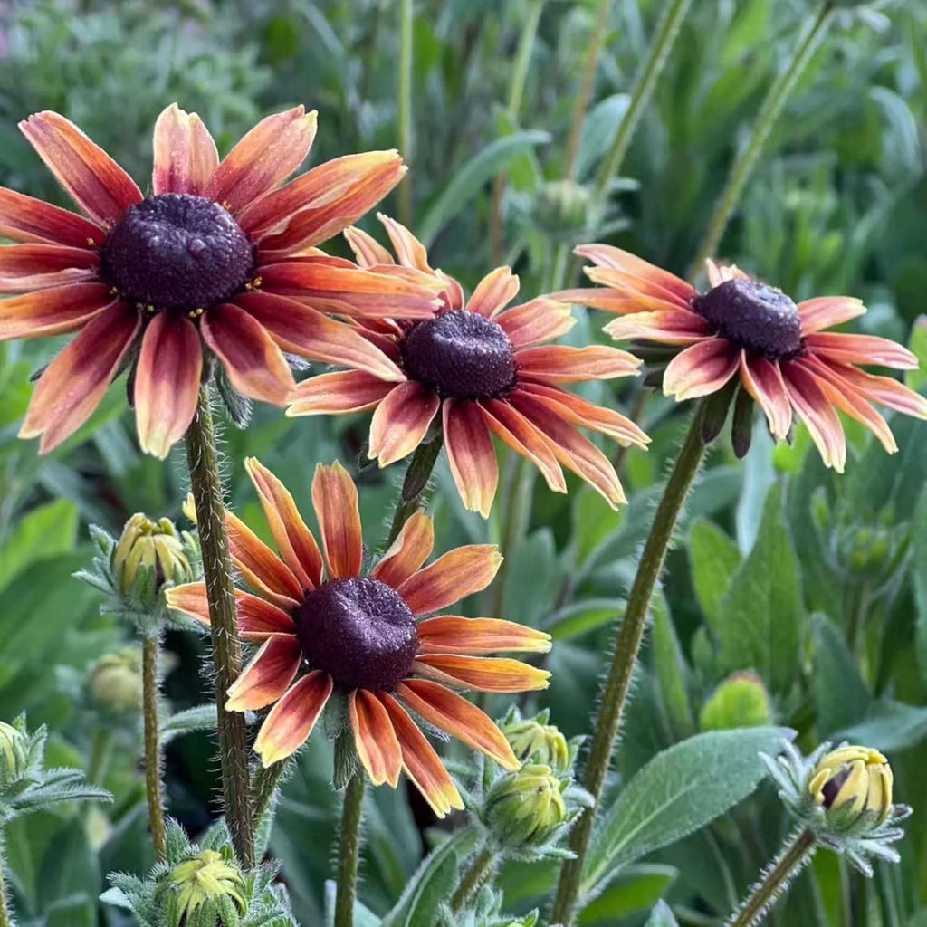 Black Eyed Susan Seeds by Heirloom - 500 Non-GMO Rustic Orange & Yellow Rudbeckia for Autumn Gardens