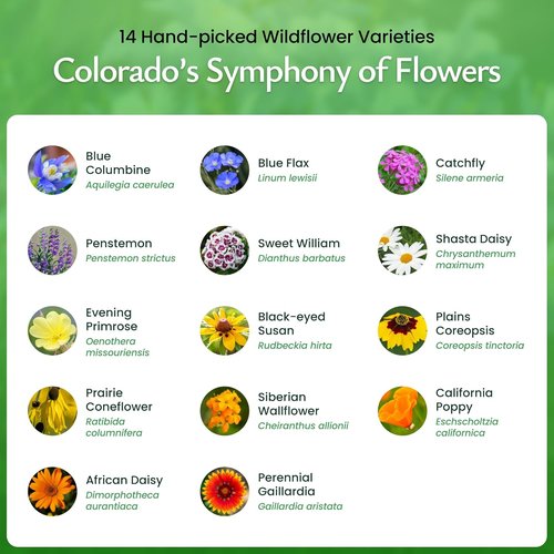 Created By Nature Colorado Wildflower Seed Mix - 14 Flower Varieties | 53,000+ Seeds for Vibrant Gardens