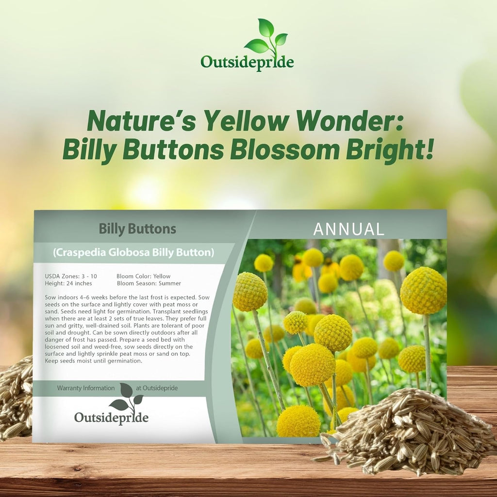 Outsidepride Billy Button Craspedia Globosa Seeds - 1000 Pcs of Hardy, Drought-Tolerant Flower Seeds for Vibrant Yellow Blooms