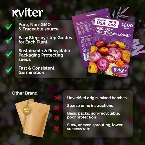 KVITER 1,500 Tall Mix Strawflower Seeds - Organic Golden Everlasting Flower for Outdoor Planting & Drying