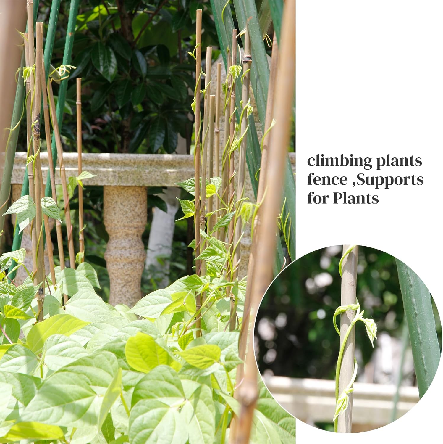 Bamboo Stakes - Eco-Friendly Plant Support Poles | 50-Pack, 4.8FT Height for Tomatoes, Beans & Flowers
