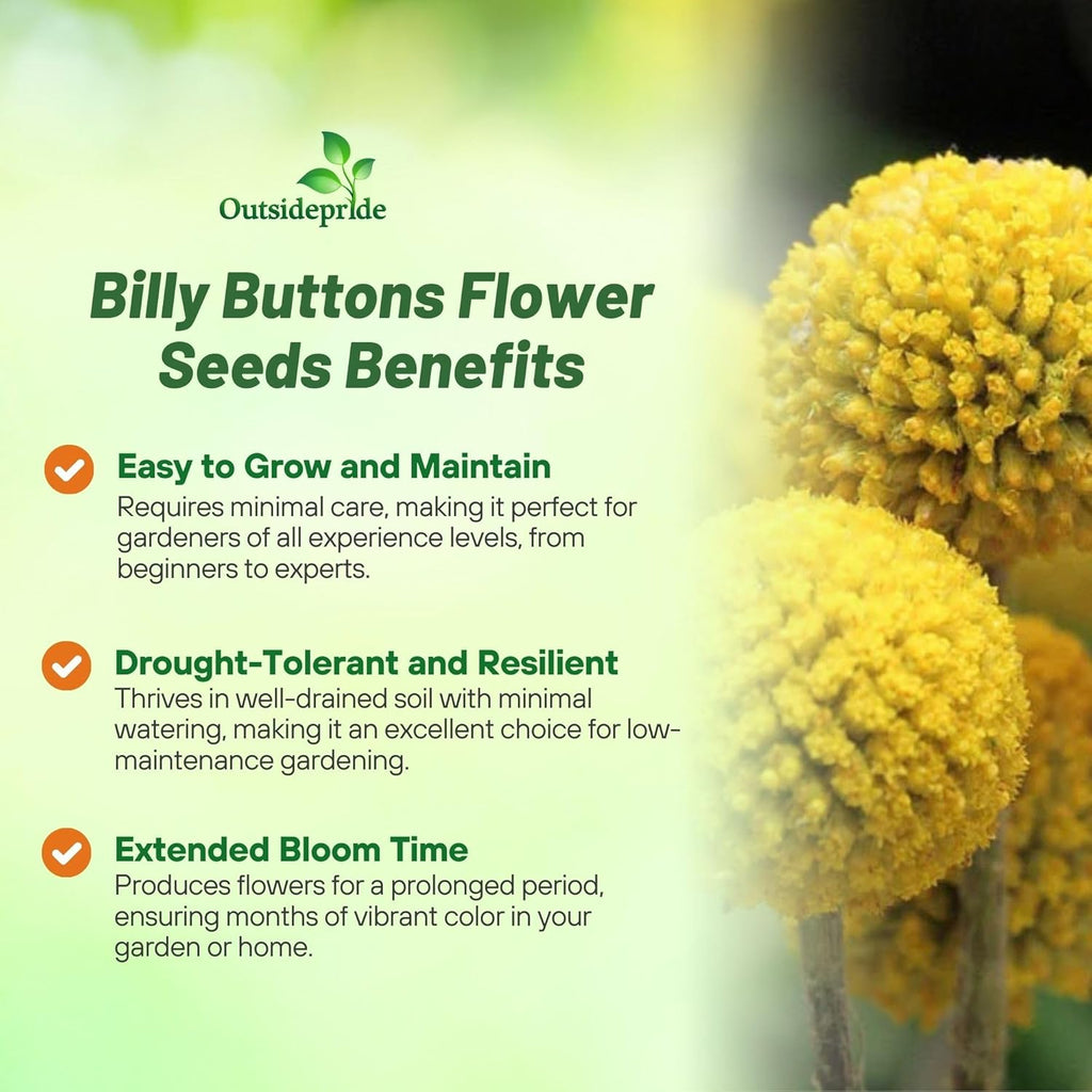 Outsidepride Billy Button Craspedia Globosa Seeds - 1000 Pcs of Hardy, Drought-Tolerant Flower Seeds for Vibrant Yellow Blooms