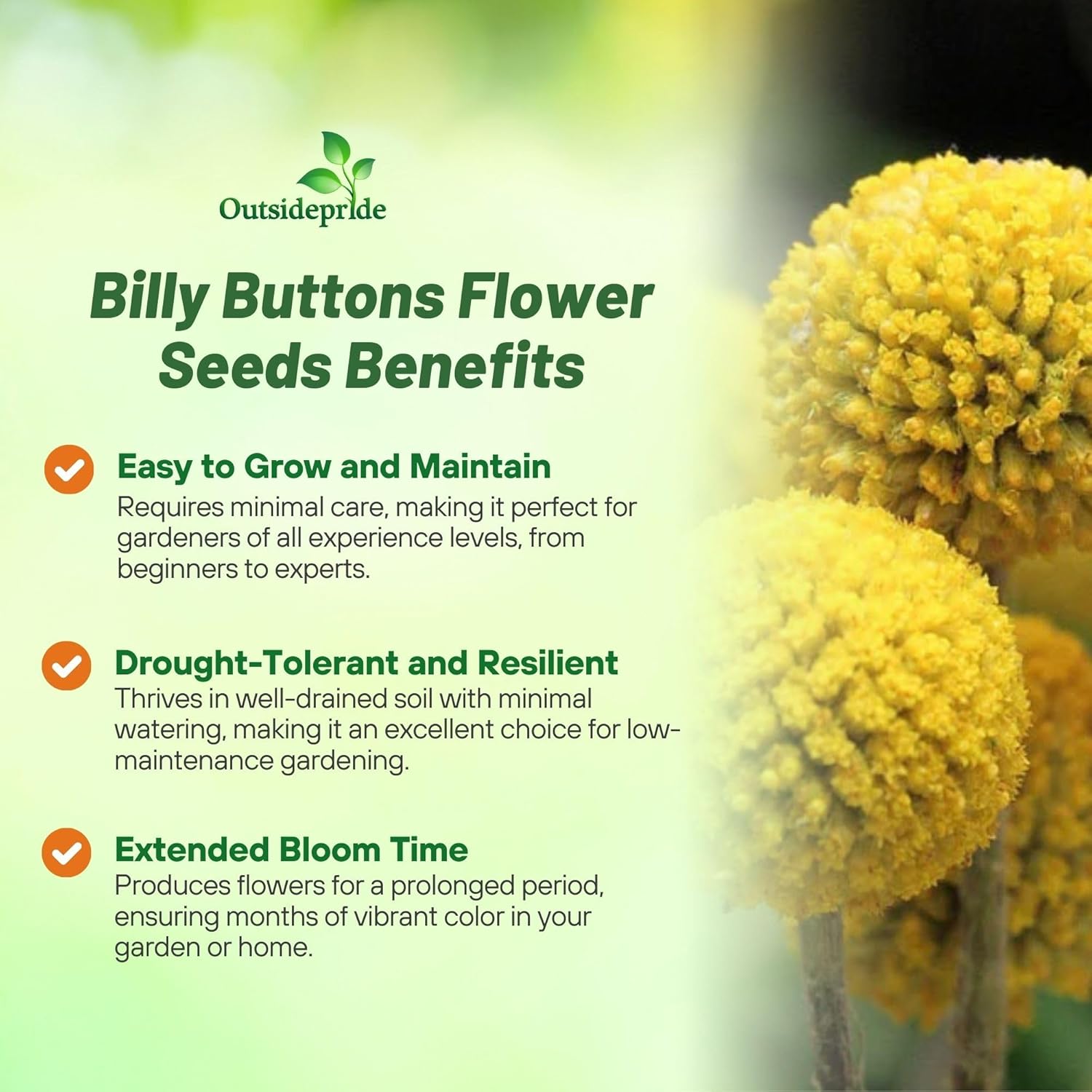 Outsidepride Billy Button Craspedia Globosa Seeds - 1000 Pcs of Hardy, Drought-Tolerant Flower Seeds for Vibrant Yellow Blooms