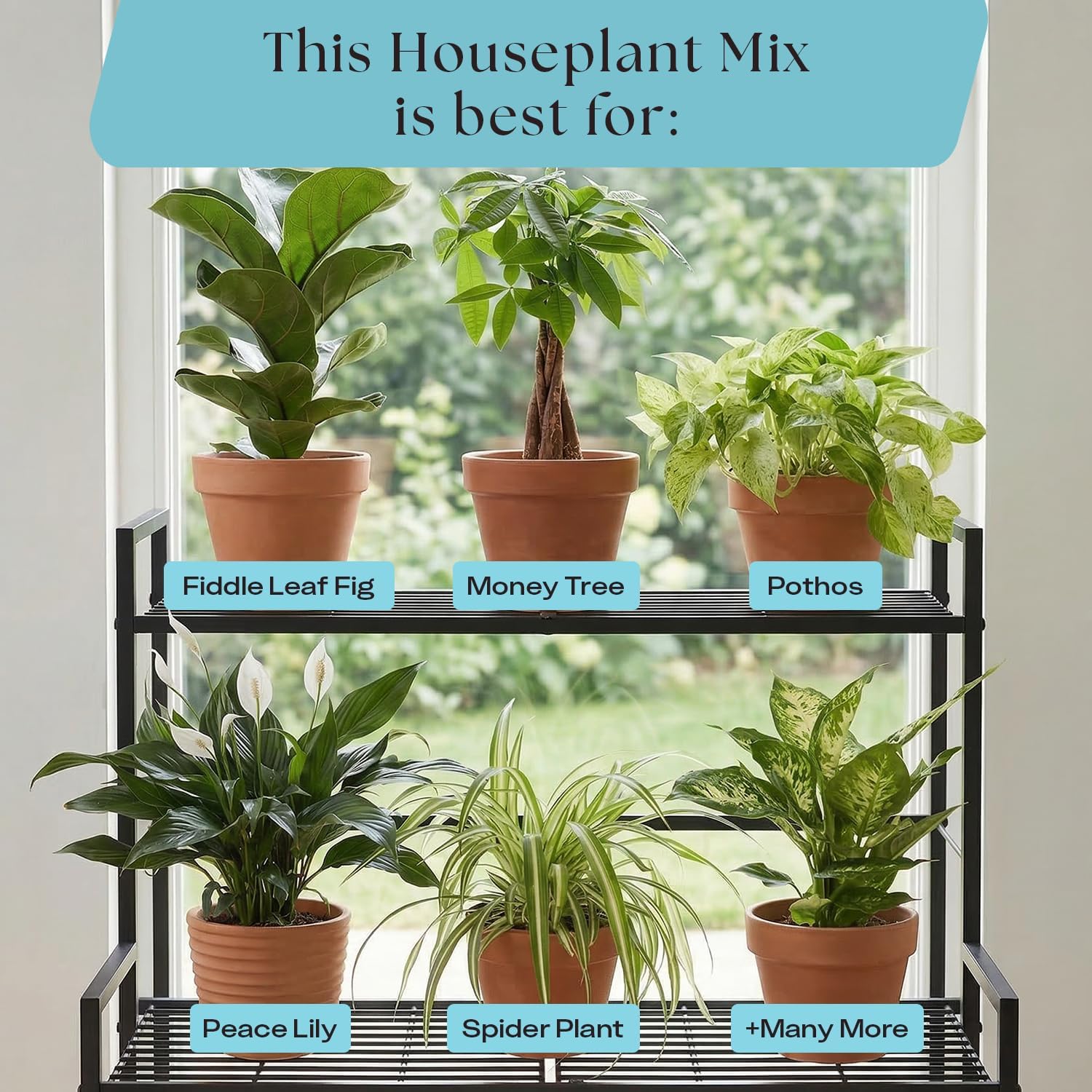 Rosy Soil Indoor Potting Soil - Organic Mix Enriched with Biochar for Healthy House Plants | Peat-Free, 4qt