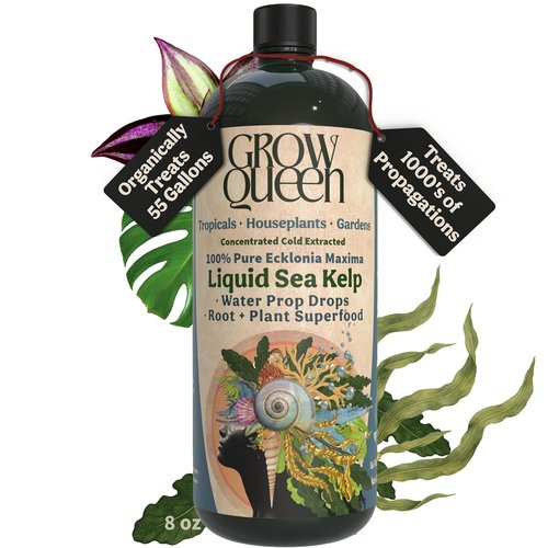 Ecklonia Maxima Organic Liquid Kelp & Seaweed Extract - Root Growth Hormone for Hydroponics & Soil | 8oz