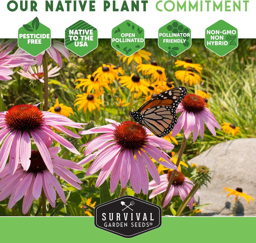 Survival Garden Seeds - New England Aster Seeds | Native Purple Perennial Wildflower | Attracts Butterflies | 1 Pack