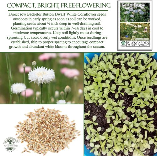 Isla’s Garden Seeds Dwarf White Bachelor Button Seeds - 200+ Non-GMO Heirloom Seeds for Easy Cottage Gardens