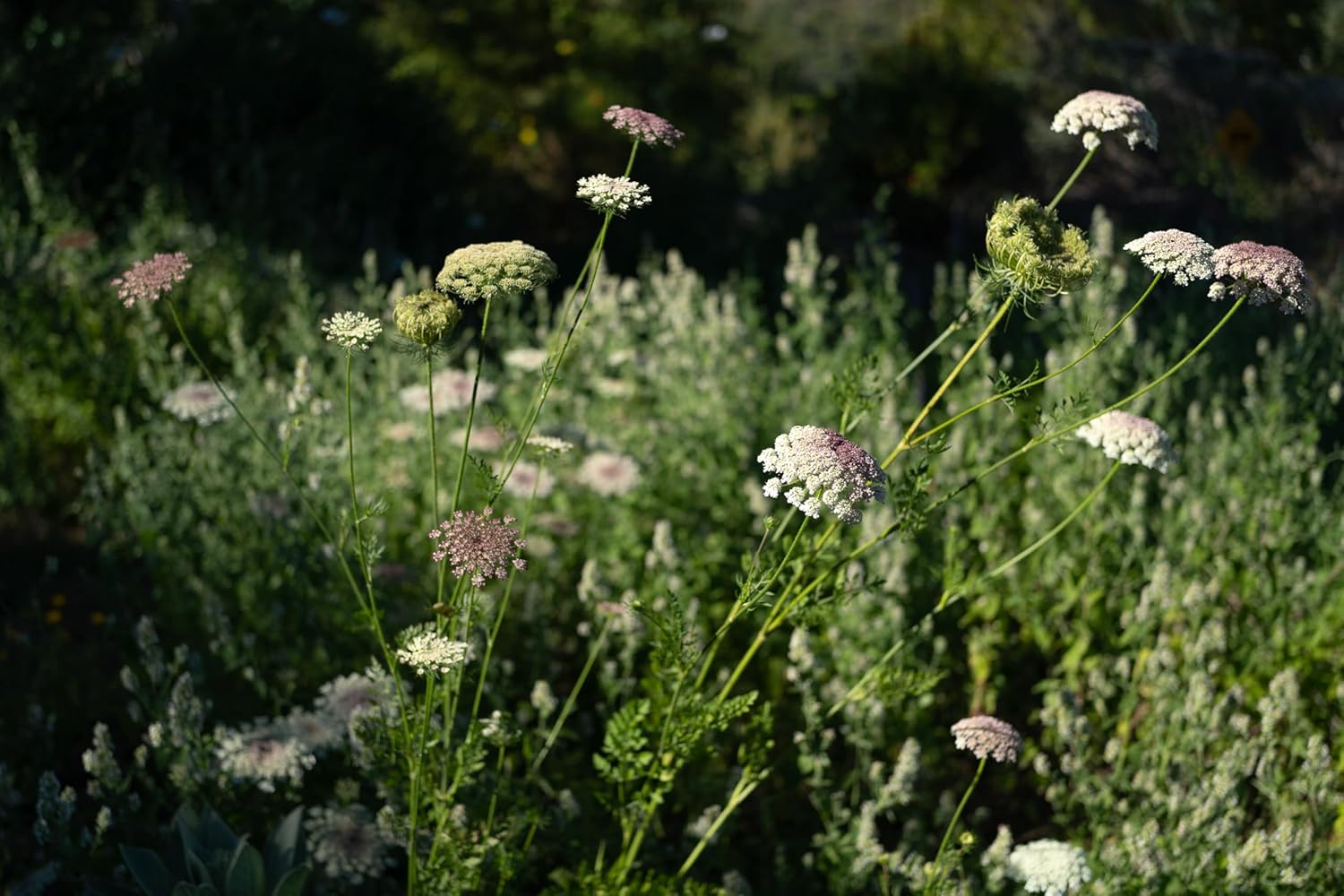Plant Good Seed Organic Dara Queen Anne's Lace Flower Seeds - Heirloom Ammi in Red, Pink & White - 200 Seeds