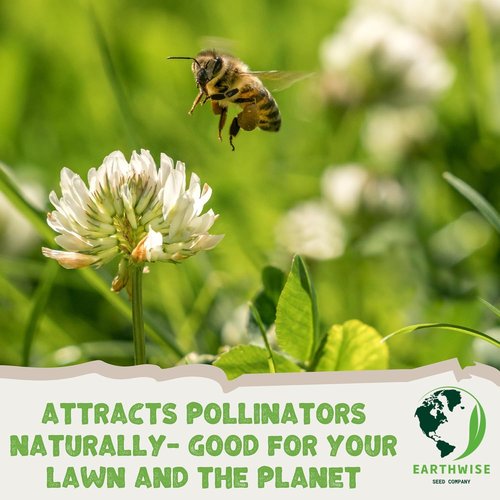 Earthwise Wildflower Seed Mix | Organic, Pollinator-Friendly, Low Maintenance - Covers 500 Sq Ft, 1/4 lb