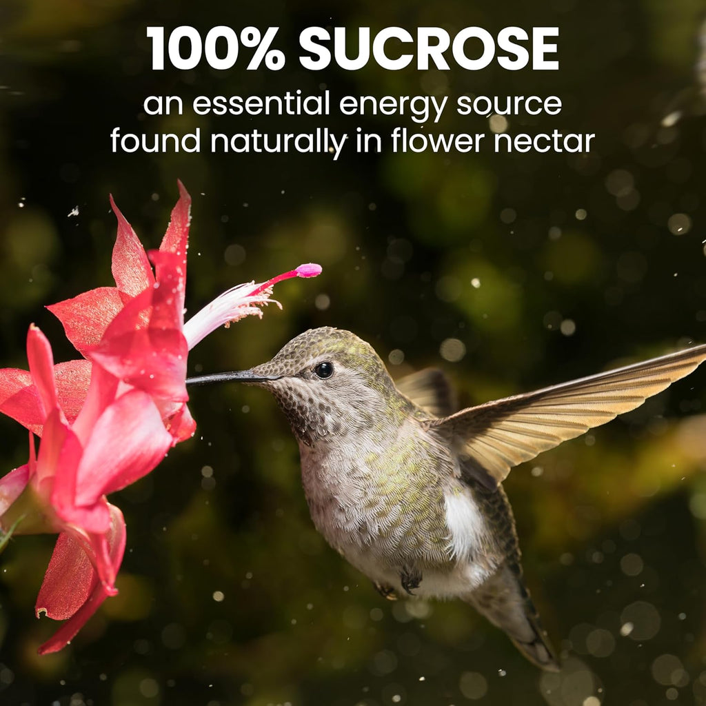 Perky-Pet Hummingbird Nectar Concentrate - 32 oz | Makes 96 FL OZ of Sweet Red Nectar