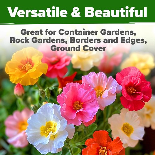 Home Grown Moss Rose Seeds - 23,500+ Heirloom Portulaca Seeds for Low-Maintenance Gardens | Annual Flower Ground Cover