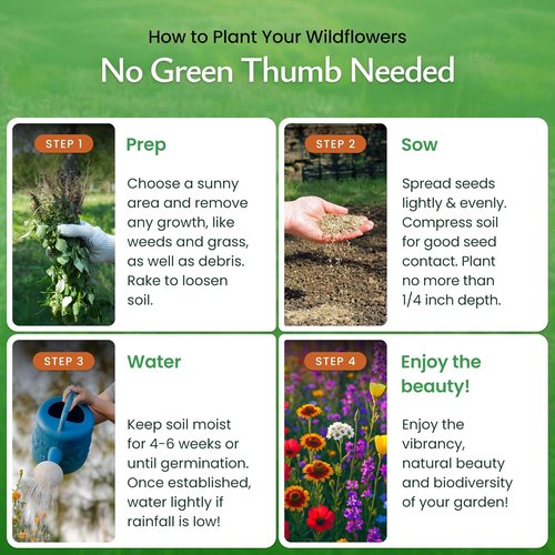 Created By Nature Wildflower Seed Mix - 60,000+ Seeds with 20 Flower Varieties for Vibrant Gardens