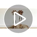 Wooden Dog Leash Holder with 3D Paw Design - Wall Organizer Hooks