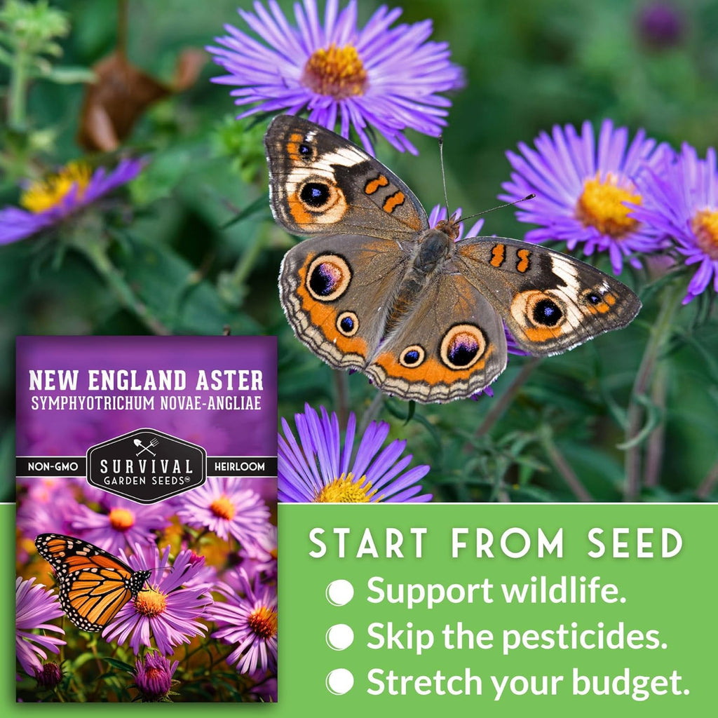 Survival Garden Seeds - New England Aster Seeds | Native Purple Perennial Wildflower | Attracts Butterflies | 1 Pack