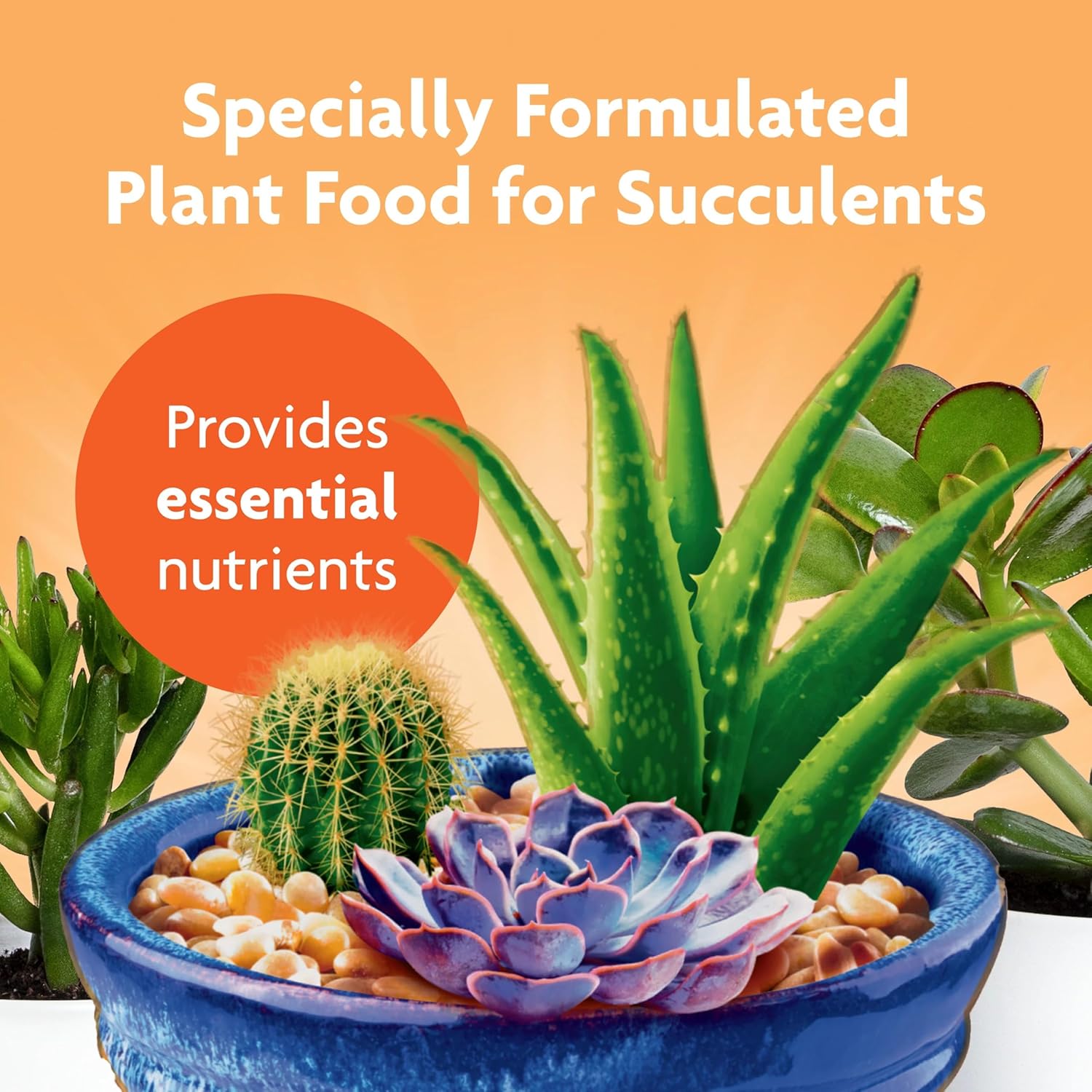 Miracle-Gro Succulent Plant Food | Liquid Fertilizer for Jade & Aloe - 8 fl. oz. (2 Pack)