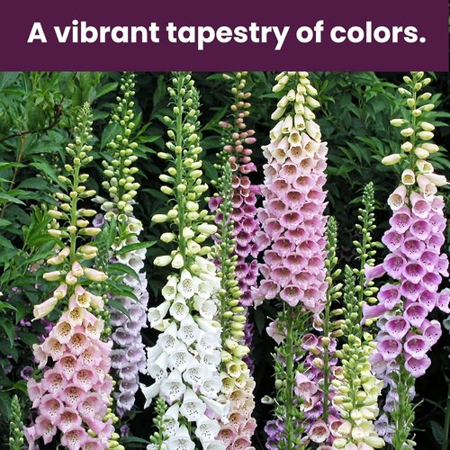 Foxglove Seeds - Perennial Mixed Colors, 200,000+ Bulk Pack for Easy Home Gardening | Attract Hummingbirds & Bees