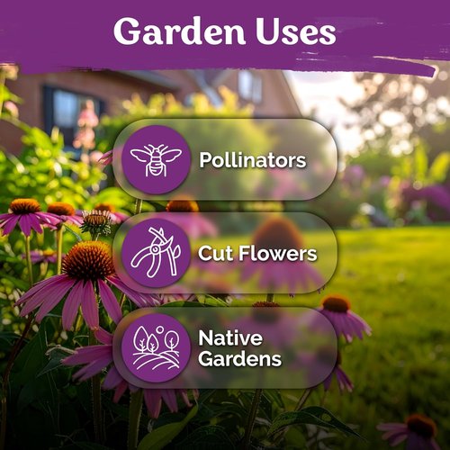 KVITER 550 Purple Coneflower Seeds - Echinacea Purpurea Herb Flower Seeds for Medicinal Gardens | Wildflower Pollinator Pack