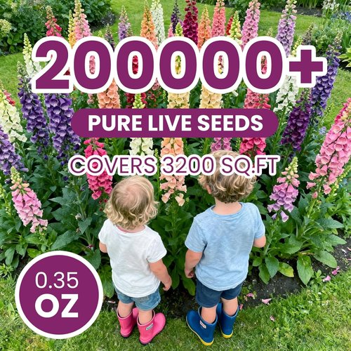 Foxglove Seeds - Perennial Mixed Colors, 200,000+ Bulk Pack for Easy Home Gardening | Attract Hummingbirds & Bees