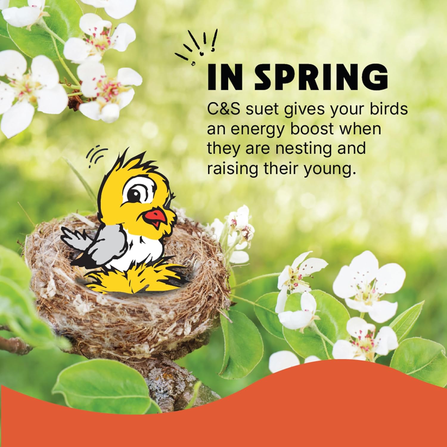 C&S Pecan Delight Suet Cakes - No Melt Formula for Wild Birds | 11.75 Ounces, Pack of 8