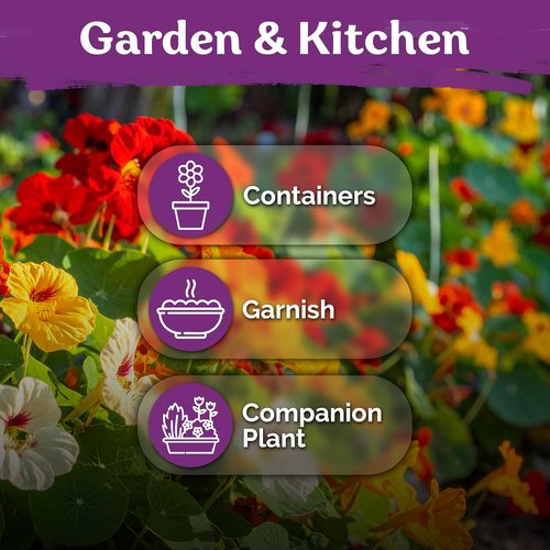 KVITER 75 Mix Jewel Nasturtium Seeds - Organic Heirloom Edible Flower Seeds for Garden & Containers