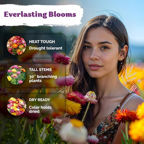 KVITER 1,500 Tall Mix Strawflower Seeds - Organic Golden Everlasting Flower for Outdoor Planting & Drying