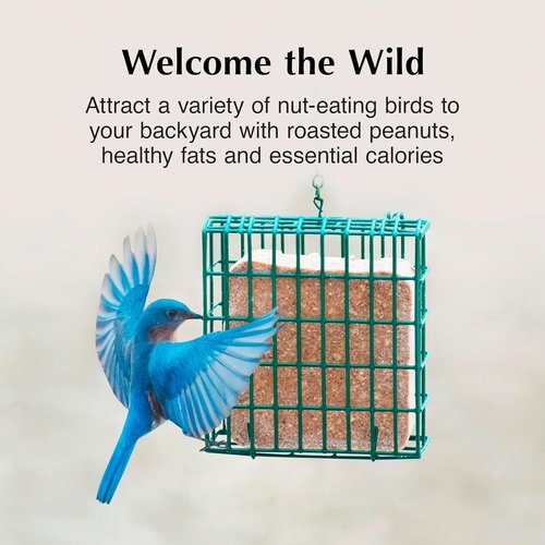 C&S Peanut Butter Delight Suet Dough - No Melt, 11.75 Ounces | 12 Pack for Wild Birds