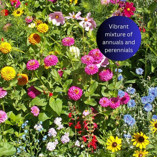 Earth Science Wildflower Seed Blend - Attract Bees, Butterflies & Hummingbirds - 4oz Non-GMO