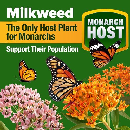 HOME GROWN Premium Monarch Butterfly Wildflower Seeds Mix - 20,000+ Non-GMO Milkweed Seeds for Pollinator Gardens | 2oz Perennial Flower Seeds