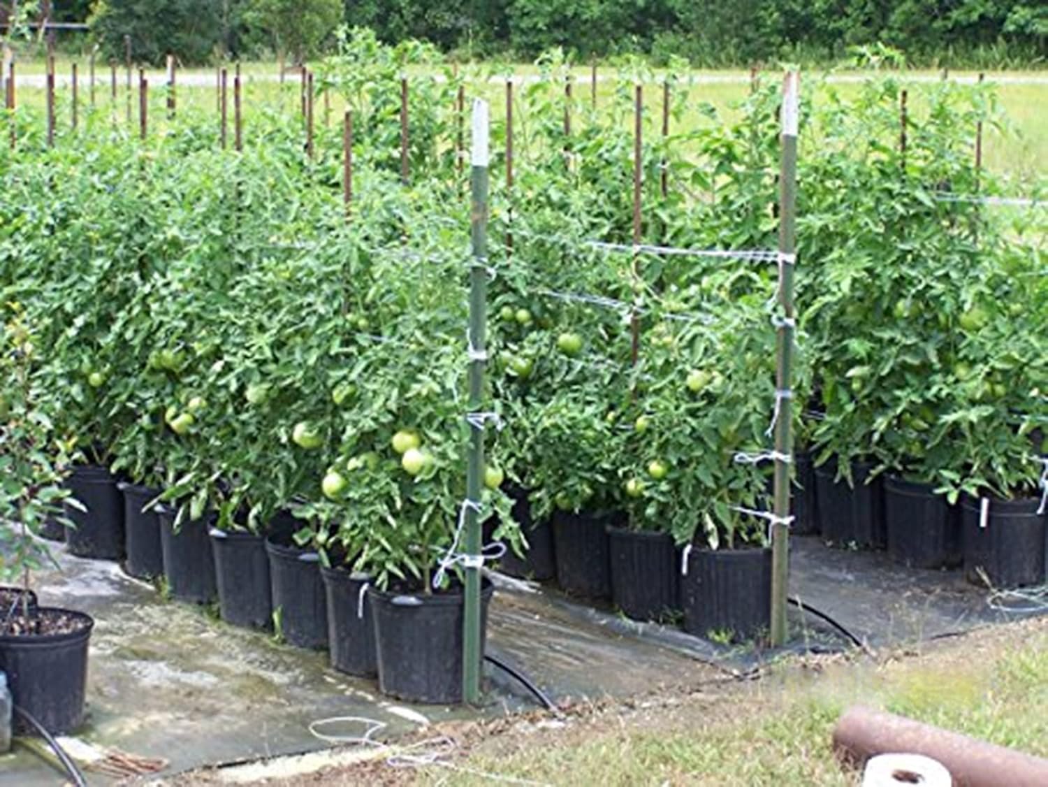 6300FT Garden Twine - Durable Tomato Tying String for Strong Support | Heavy-Duty Green
