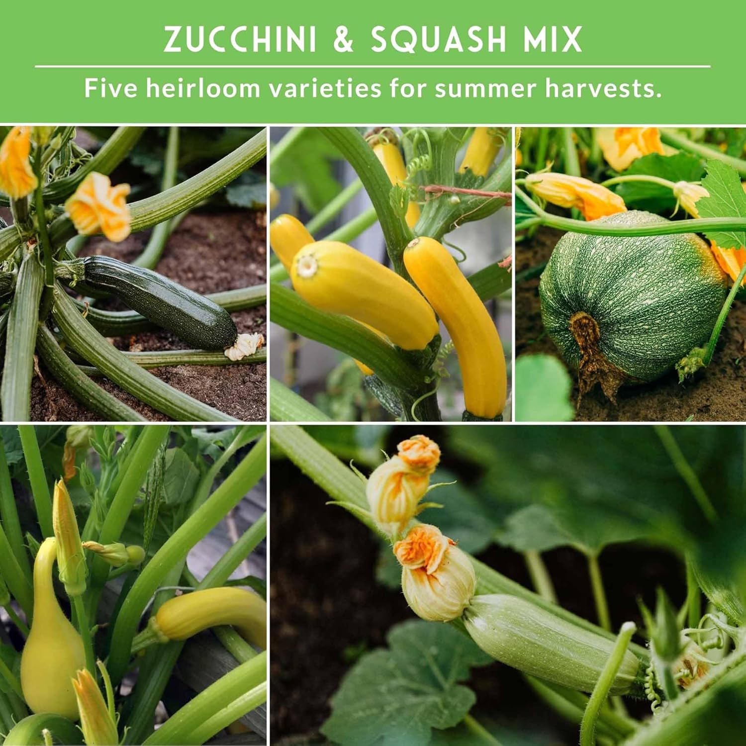 Survival Garden Seeds - Zucchini & Squash Collection | Non-GMO Heirloom Seeds Assortment - Golden, Round, Grey & Black Beauty