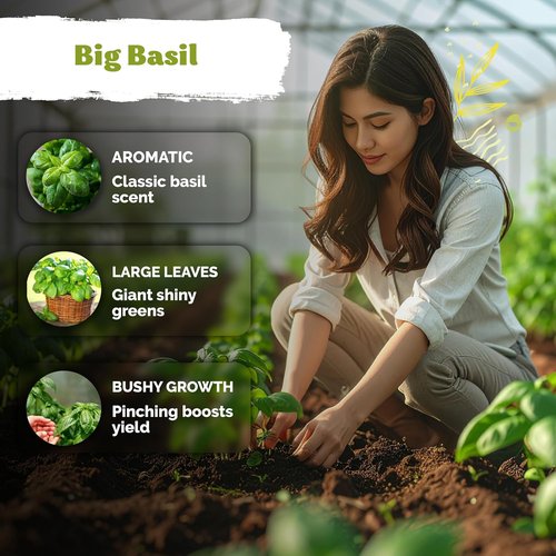 KVITER 2000 Italian Basil Seeds - Heirloom Sweet Genovese, Non-GMO for Indoor & Outdoor Gardens