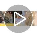 Ivory Dried Baby's Breath Flowers Bouquet Bulk 6000+ Stems for DIY Crafts & Decor