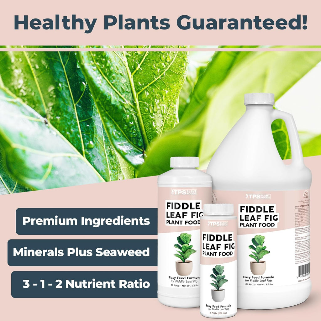 Skiennix Fiddle Leaf Fig Plant Food - Liquid Formula for Bigger Leaves & Stronger Roots | 8 oz