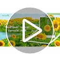 EleCharm Sunflower Shower Curtain Hooks - Anti-Rust Decorative Rings