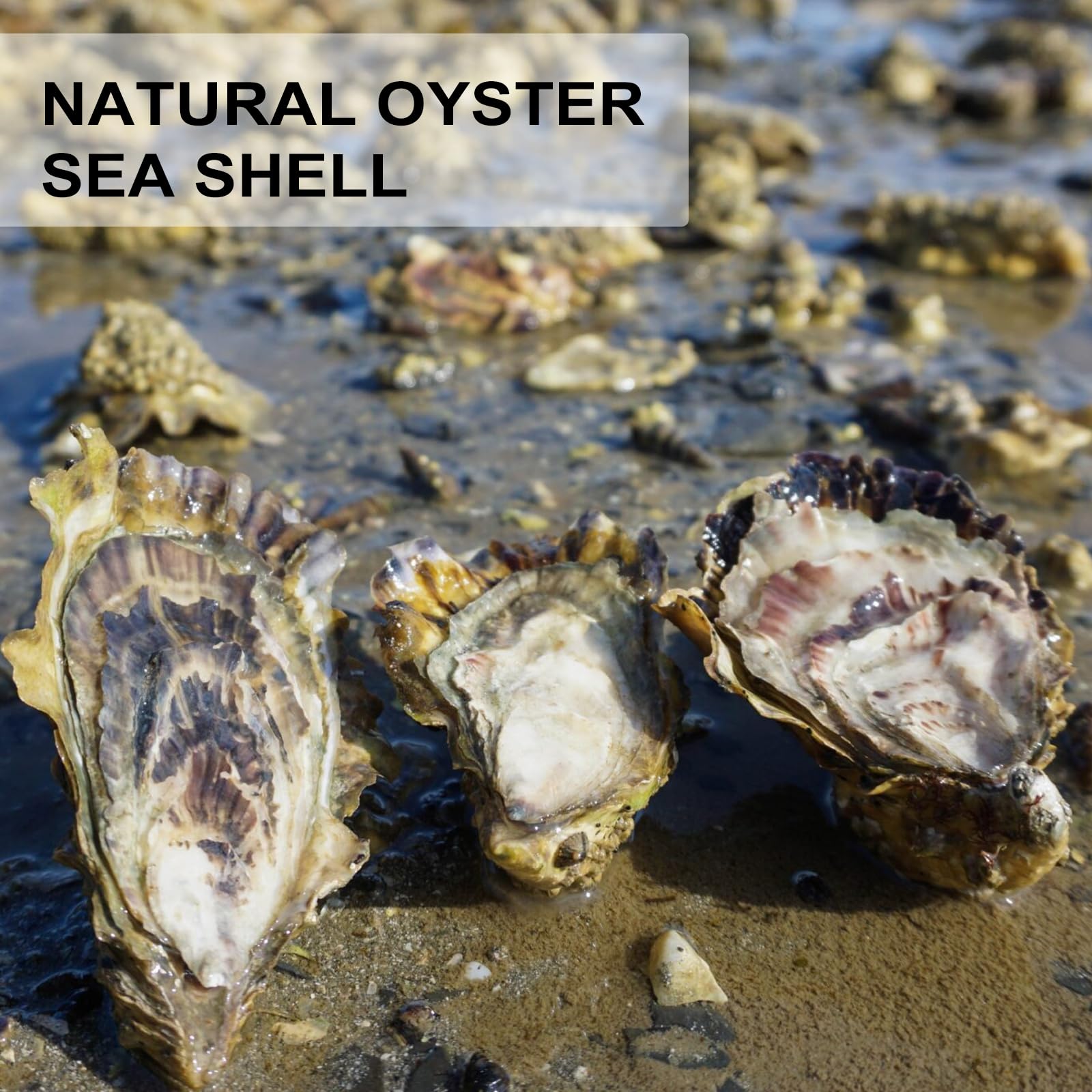 20 PCS Flat Oyster Shells for Crafts 3"-5" Natural Oyster Shells Bulk, for Home Vase Filler, Xmas Ornaments, DIY Arts and Crafts Sea Shells