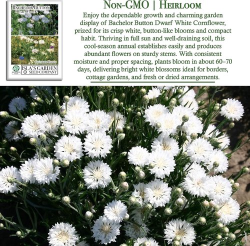 Isla’s Garden Seeds Dwarf White Bachelor Button Seeds - 200+ Non-GMO Heirloom Seeds for Easy Cottage Gardens