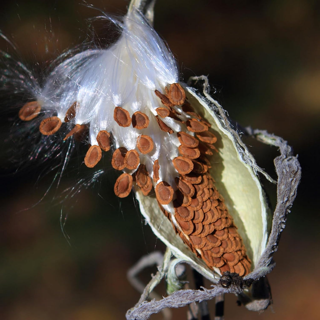 Seed Needs Milkweed Seeds - Attract Monarch Butterflies with Pink, Orange & White Variety Pack (5 Packs)