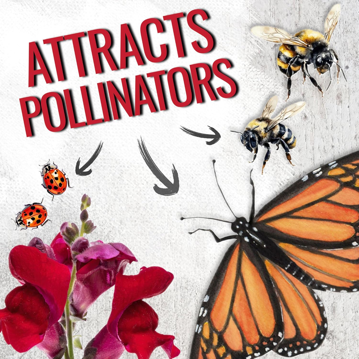 Seed Needs Mixed Tetra Snapdragon Seeds - 1,000 Heirloom Seeds for Vibrant Annual Flowers | Attract Pollinators