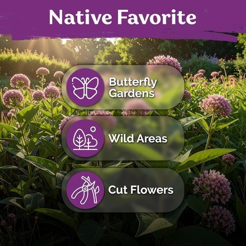 KVITER 150 Common Milkweed Seeds - Pink Perennial Wildflower for Butterflies | Non-GMO Heirloom Garden Seeds