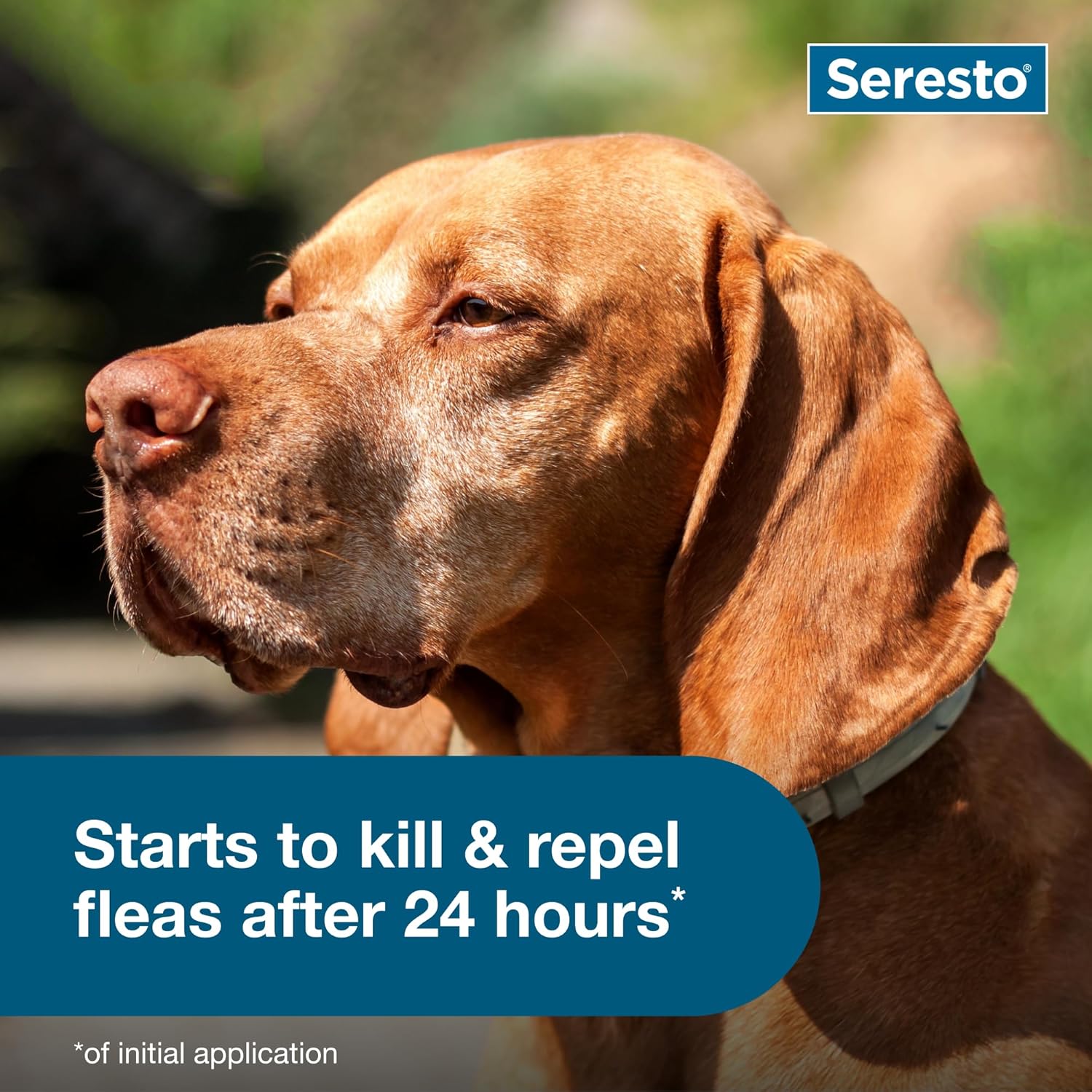 Seresto Flea & Tick Collar for Dogs Over 18 lbs - Vet-Recommended Treatment & 8 Month Protection