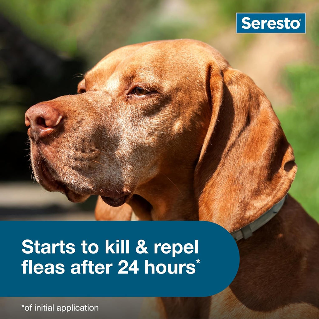 Seresto Large Dog Flea & Tick Prevention Collar - Vet-Recommended for Dogs Over 18 lbs | 2-Pack