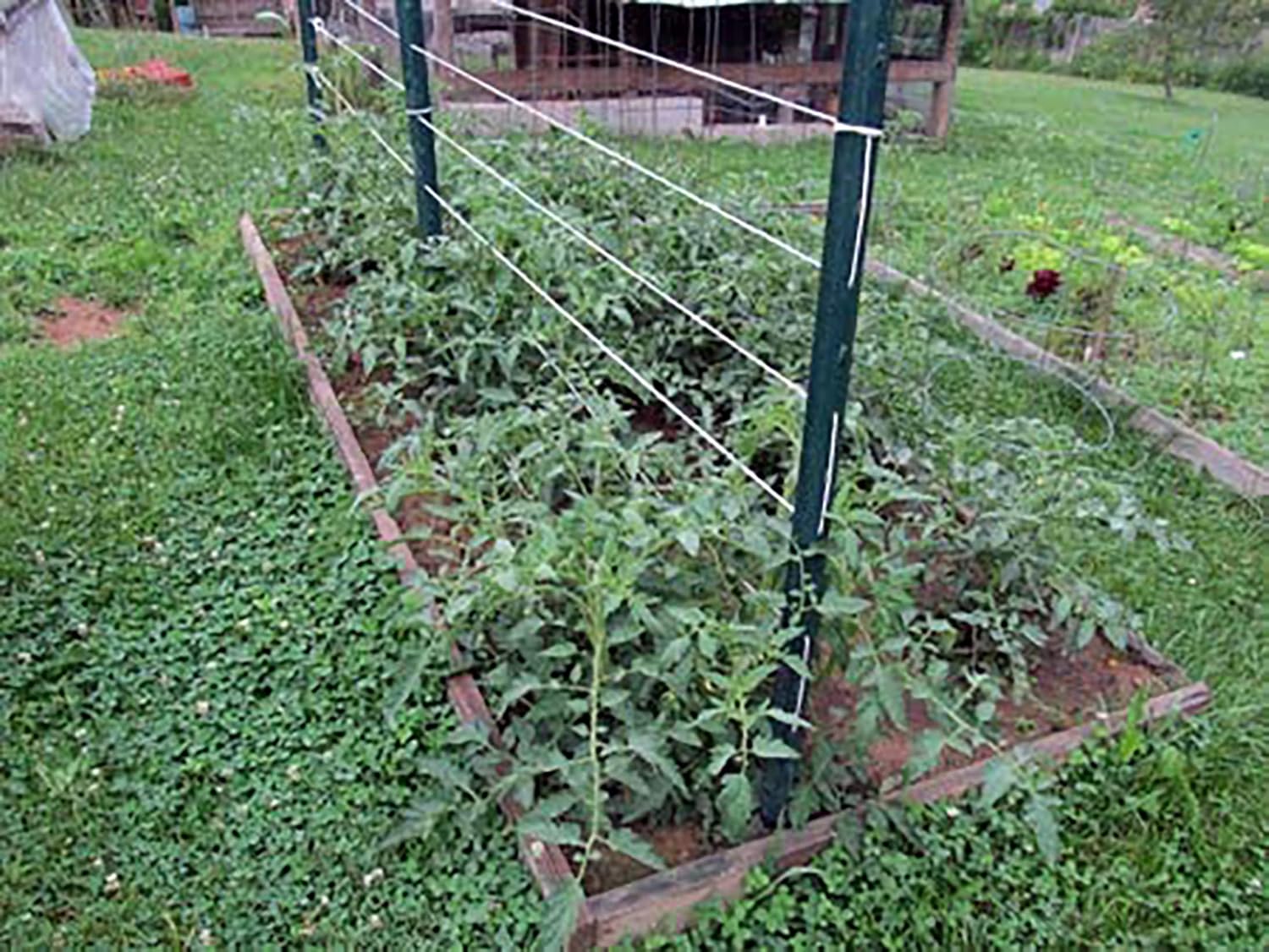 6300FT Garden Twine - Durable Tomato Tying String for Strong Support | Heavy-Duty Green