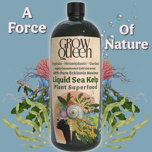 Ecklonia Maxima Organic Liquid Kelp & Seaweed Extract - Root Growth Hormone for Hydroponics & Soil | 8oz