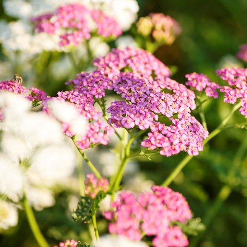 Eden Brothers Yarrow Seeds - Vibrant Colorado Mix for Lush Gardens | Non-GMO