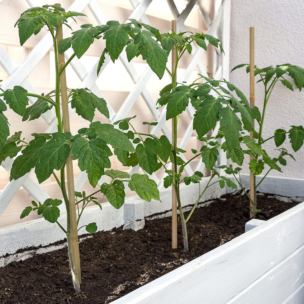 BOVITRO 12-Inch Natural Bamboo Plant Stakes - 20 Pcs Support for Tomatoes, Beans & Potted Plants