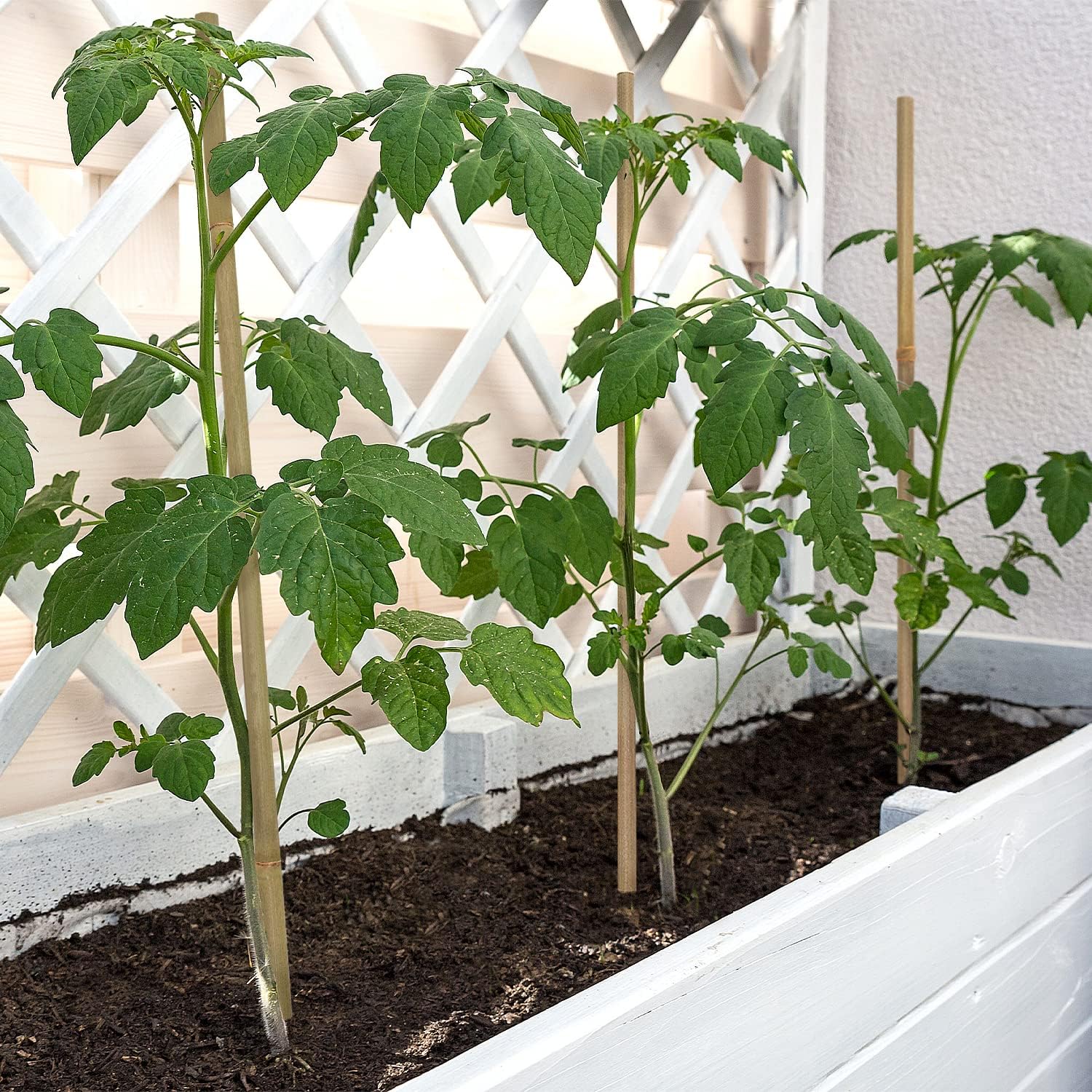 BOVITRO 12-Inch Natural Bamboo Plant Stakes - 20 Pcs Support for Tomatoes, Beans & Potted Plants