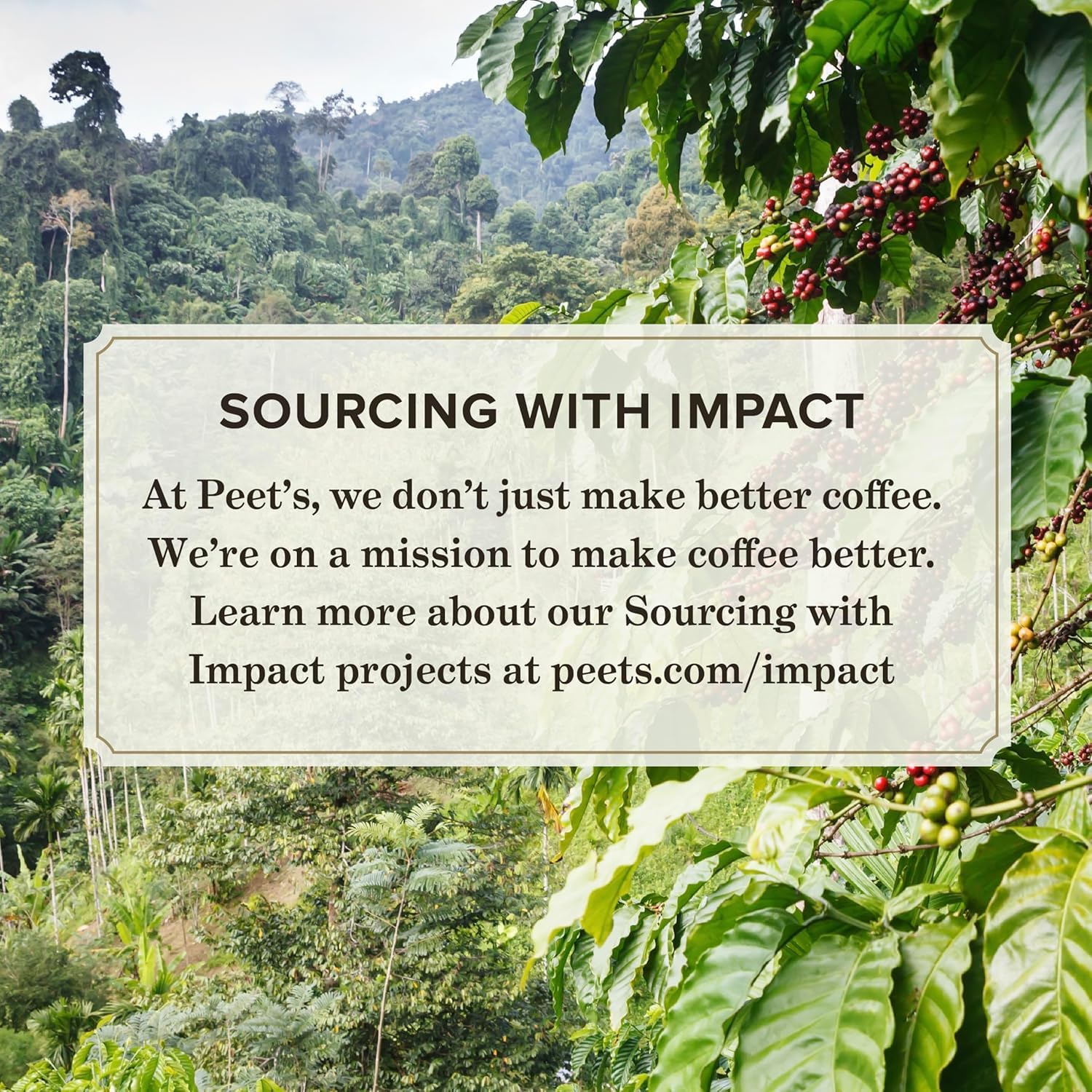 Peet's Coffee Dark Roast K-Cup Pods - 100% Arabica Holiday Blend, 60 Count (6 Boxes of 10 Pods)