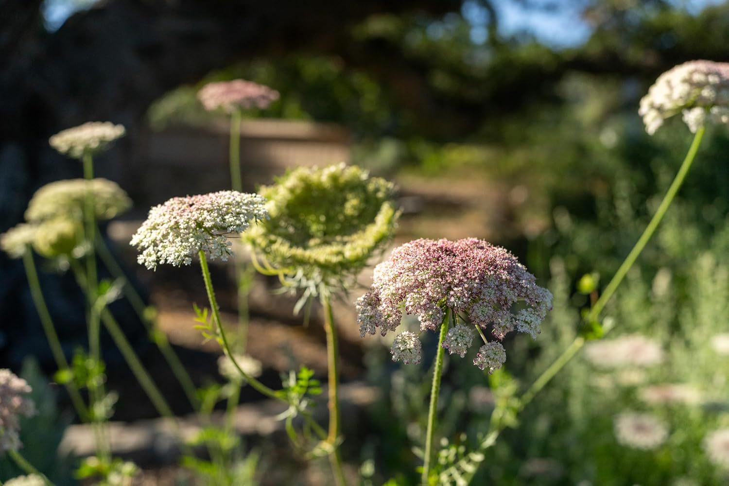 Plant Good Seed Organic Dara Queen Anne's Lace Flower Seeds - Heirloom Ammi in Red, Pink & White - 200 Seeds