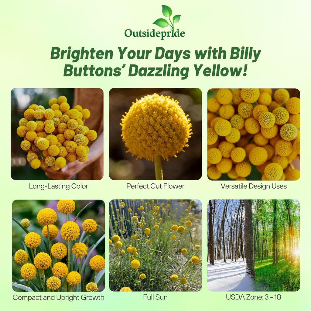 Outsidepride Billy Button Craspedia Globosa Seeds - 1000 Pcs of Hardy, Drought-Tolerant Flower Seeds for Vibrant Yellow Blooms