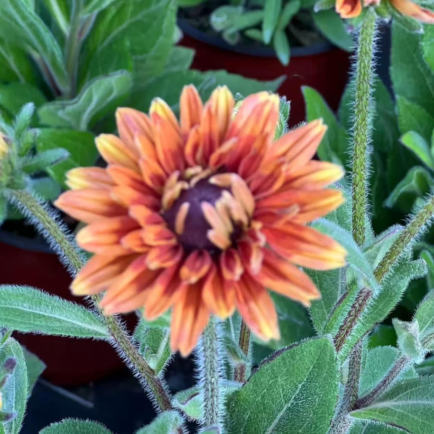 Black Eyed Susan Seeds by Heirloom - 500 Non-GMO Rustic Orange & Yellow Rudbeckia for Autumn Gardens